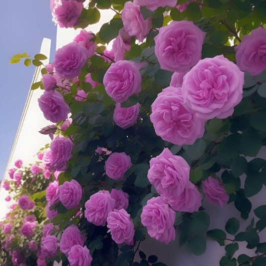 Trandafiri Cataratori Parfumați - Pink - Ghiveci - Anul 4 - Inaltime la livrare 65-70 cm