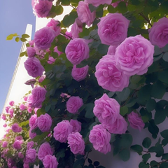 Trandafiri Cățărători Parfumați - Pink - Rădăcină Ambalată - Aqua Flowers