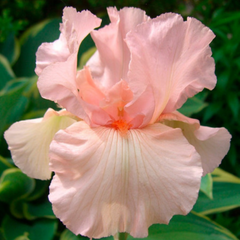 Bulbi Iris Germanica Pink Tafette - 1 Rizom - Aqua Flowers