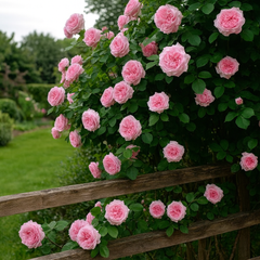Trandafiri Cățărători Parfumați - Pink - Rădăcină Ambalată - Aqua Flowers