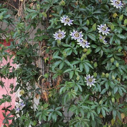 Planta decorativa - Passiflora caerulea - ghiveci