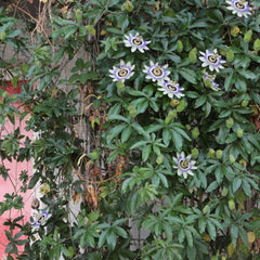 Planta decorativa - Passiflora caerulea - ghiveci