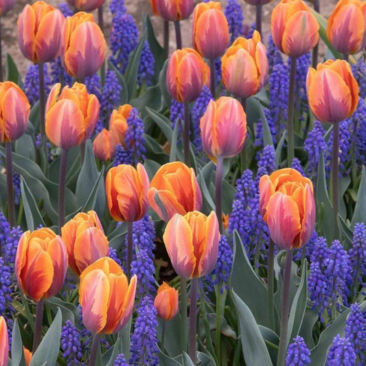Bulbi Lalele şi Muscari - Pachet 10 Bulbi - Aqua Flowers