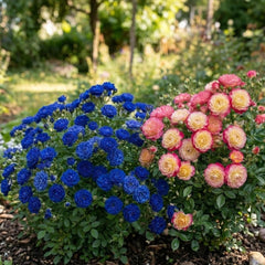 Pachet Promo 2 Trandafiri Mini Tufa-Golden Pink Dream,Royal Blue-radacina ambalata