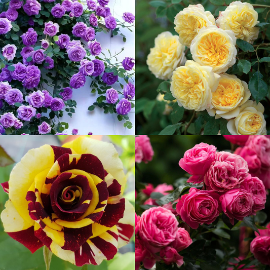 Pachet 4 Trandafiri – 2 Cățărători + 1 Teahibrid + 1 Floribunda – Rădăcină ambalată – Aqua Flowers