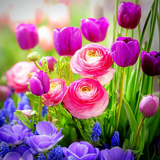 Bulbi Lalele, Muscari şi Ranunculus - Pachet 30 Bulbi - Aqua Flowers