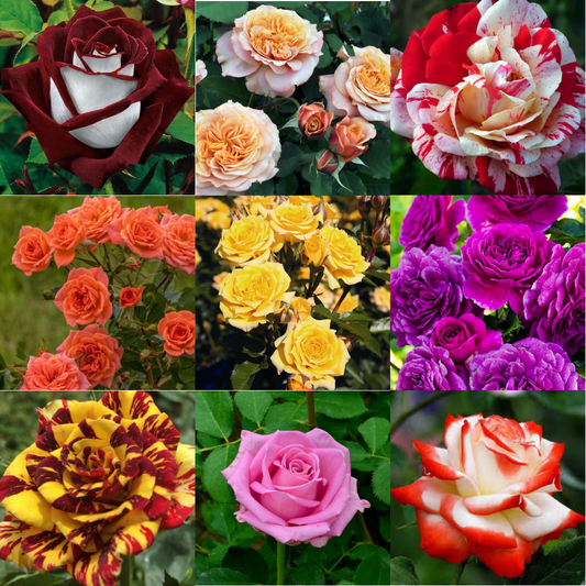 Pachet 9 Trandafiri – Cățărători, Teahibrizi și Floribunda – Culori mixte – Rădăcină ambalată – Aqua Flowers