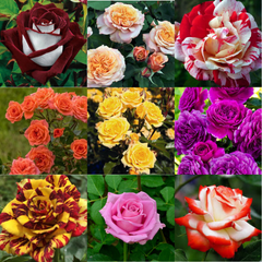 Pachet 9 Trandafiri – Cățărători, Teahibrizi și Floribunda – Culori mixte – Rădăcină ambalată – Aqua Flowers