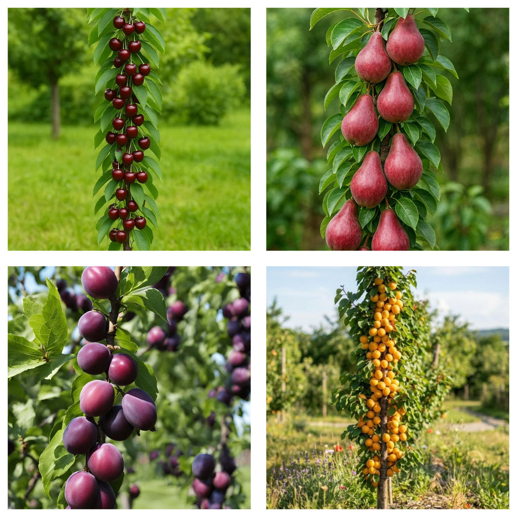 Pachet Promo 4 Pomi Fructiferi Columnari- 1x Prun Columnar Imperial, 1 x Cais Clumnar Asian Pearl, 1 x Cires Columnar Victoria, 1xPar Columnar Rosu-radacina ambalata-anul 3