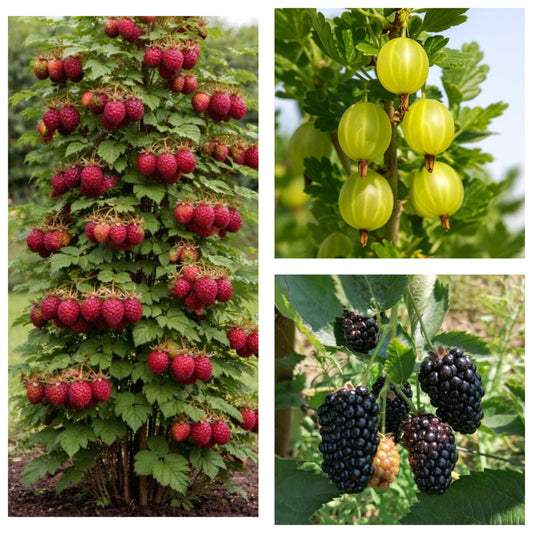 Pachet Promo 3 Arbusti Fructiferi-Zmeur Columnar Rasberry Tower,Agris Verde Tufa,Mur Tufa Reuben-radacina ambalata