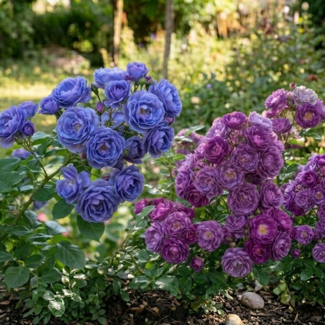 Pachet Promo 2 Trandafiri Floribunda-Purple Magic,Blue Moon-radacina ambalata