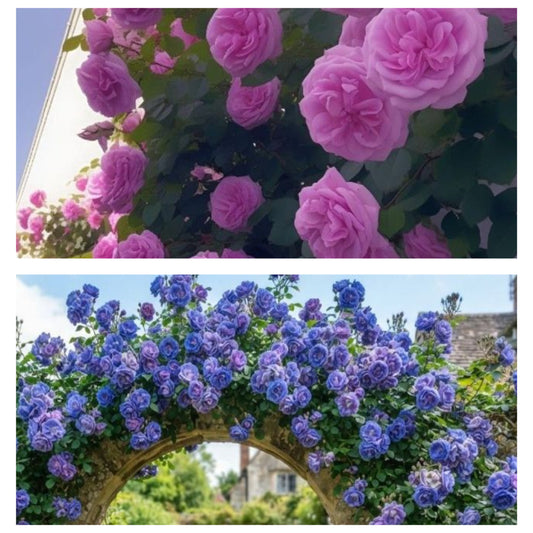 Pachet Promo 2 Trandafiri Cataratori- Pink,Blue Twilight-radacina ambalata