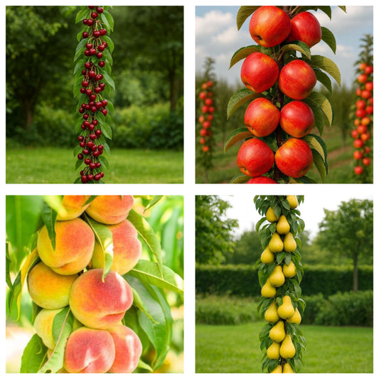 Pachet Promo4- 4 Pomi Fructiferi Columnari -1x Cires Columnar Queen Mary,1x Mar Columnar Fire Glow,1x Piersic Columnar Aida,1x Par Columnar Decora-radacina ambalata-anul 3