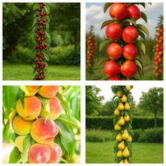 Pachet Promo 4 Pomi Fructiferi Columnari-1x Cires Columnar Queen Mary,1x Mar Columnar Fire Glow,1x Piersic Columnar Aida,1x Par Columnar Decora-radacina ambalata-anul 3