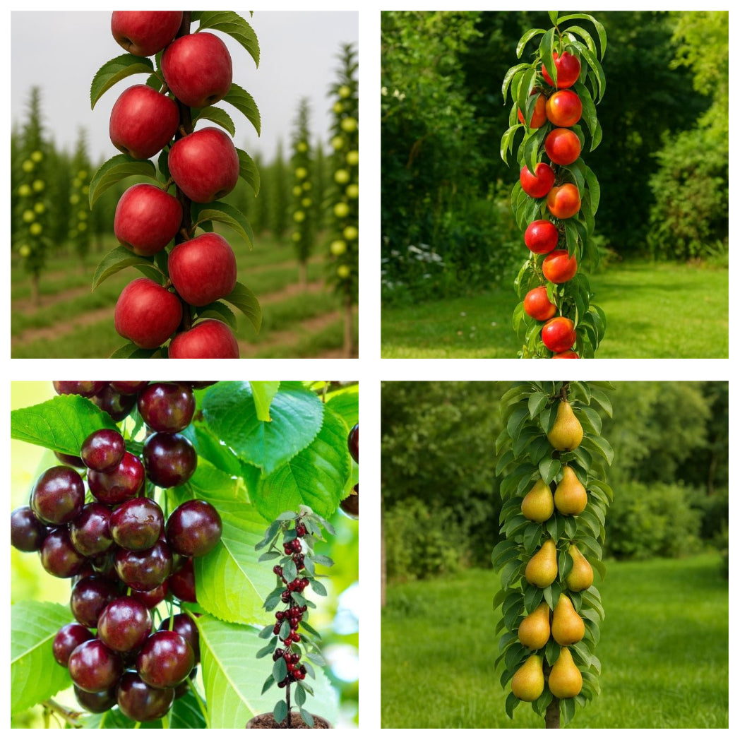 Pachet Promo 4 Pomi Fructiferi Columnari- 1x Mar Columnar Red Love,1x Nectarin Columnar Fantasy,1x Par Columnar Concorde,1x Cires Columnar Sylvia-radacina ambalata-anul 3
