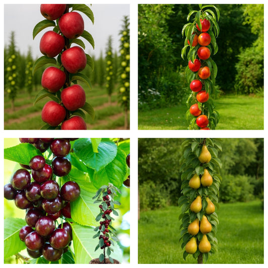 Pachet Promo 3-4 Pomi Fructiferi Columnari - 1x Mar Columnar Red Love,1x Nectarin Columnar Fantasy,1x Par Columnar Concorde,1x Cires Columnar Sylvia-radacina ambalata-anul 3