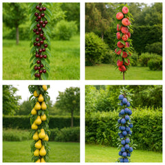 Pachet Promo 4 Pomi Fructiferi Columnari- 1 x Cires Columnar Victoria,1 x Piersic Columnar Plat Donut,1 x Par Columnar Decora,1 x Prun Columnar Blue Sweet- radacina ambalata-anul 3
