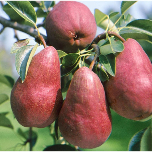 Par Williams Rosu - Radacina Ambalata - Pom Fructifer Rezistent cu Pere Aromate - Aqua Flowers
