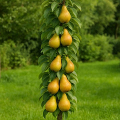 Pachet Promo 4 Pomi Fructiferi Columnari- 1x Mar Columnar Red Love,1x Nectarin Columnar Fantasy,1x Par Columnar Concorde,1x Cires Columnar Sylvia-radacina ambalata-anul 3