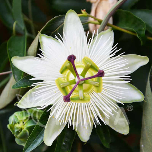 Planta decorativa - Passiflora caerulea Constance Elliot - ghiveci