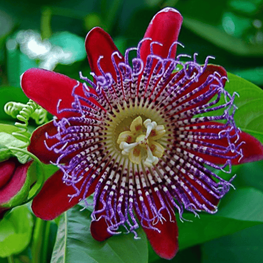 Planta decorativa - Passiflora caerulea Alata Red - ghiveci