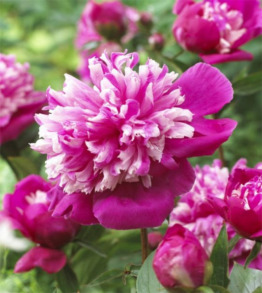 Bujor - Celebrity – Pachet 1 Rizom