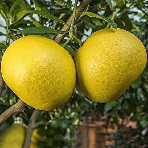 Pomelo (Citrus Maxima)  Anul 3 Altoit – Ghiveci (140-160 cm)