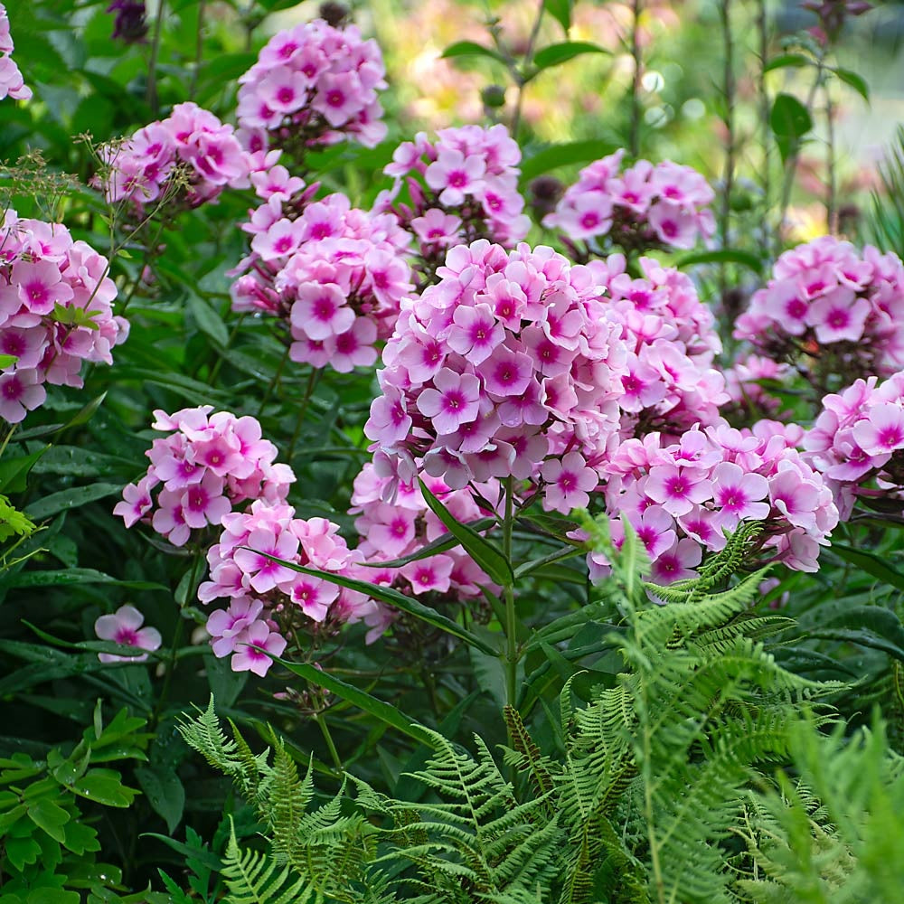Phlox - Bright Eyes Brumrele - Pachet 1 radacina - Aqua Flowers