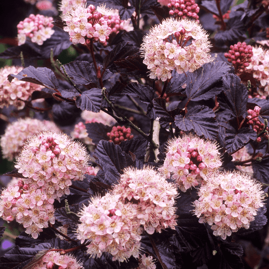 Physocarpus opulifolius Lady in Red - Ghiveci 3L - H 50 - 60 cm