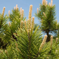 Pin Mugo mughus -Ghiveci - H 25-30 cm