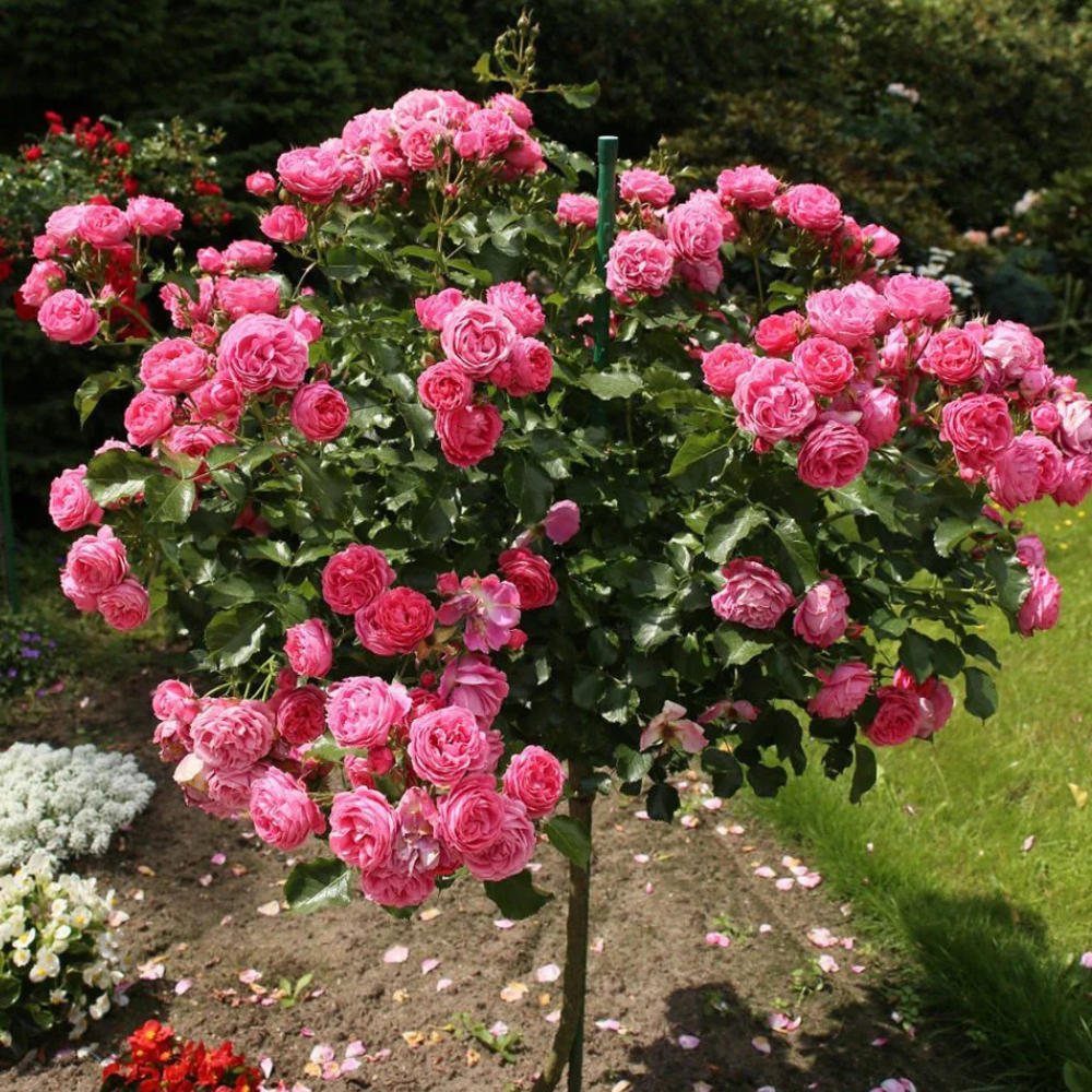 Trandafiri Pomișor - Pink - Ghiveci 5L - H 150 - 160