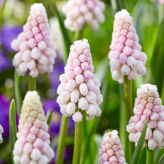 Bulbi Muscari - Pink Sunrise Pachet 5 Bulbi - Aqua Flowers