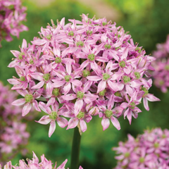 Bulbi Allium Pink Jewel - Pachet 3 Bulbi - Aqua Flowers