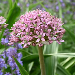 Bulbi Allium Pink Jewel - Pachet 3 Bulbi - Aqua Flowers
