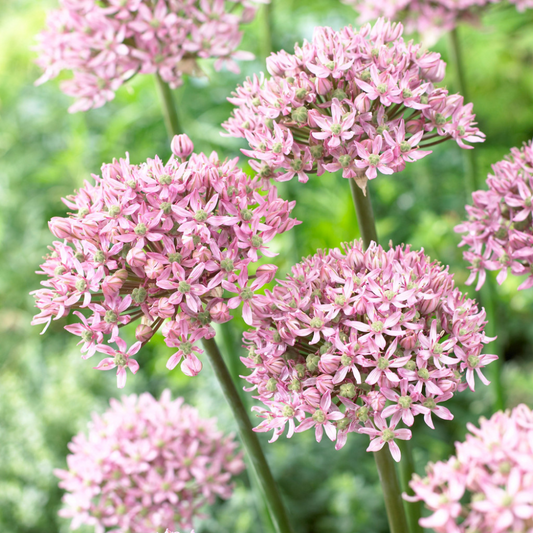 Bulbi Allium Pink Jewel - Pachet 3 Bulbi - Aqua Flowers