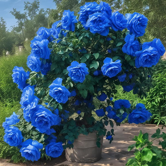 Trandafiri Pomișor Plângător - Albastru - Rădăcină Ambalată Anul 2 - Aqua Flowers