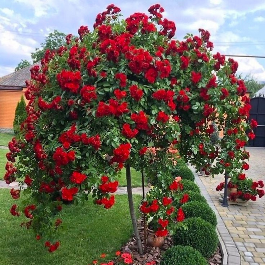 Trandafiri Pomișor Plângător - Roșu - Rădăcină Ambalată Anul 2 - Aqua Flowers