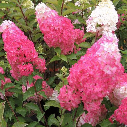 Hortensia Paniculata - Fraise Melba - Ghiveci