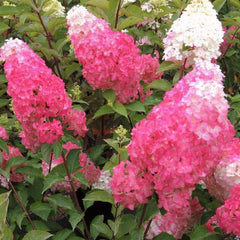 Hortensia Paniculata - Fraise Melba - Ghiveci