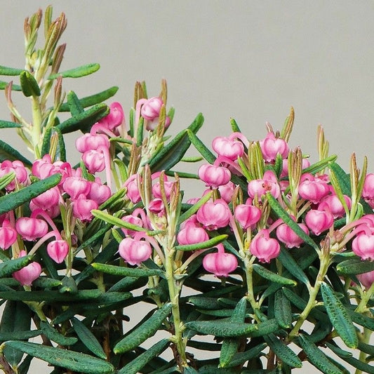 Planta de exterior - Andromeda polifolia - Planta la ghiveci - Aqua Flowers