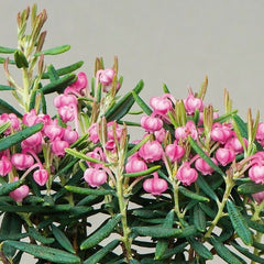 Planta de exterior - Andromeda polifolia - Planta la ghiveci - Aqua Flowers