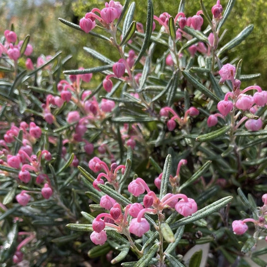 Planta de exterior - Andromeda polifolia - Planta la ghiveci - Aqua Flowers