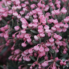 Planta de exterior - Andromeda polifolia - Planta la ghiveci - Aqua Flowers