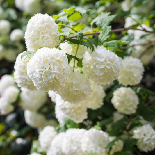 Planta de exterior- Bulgare de zapada - Viburnum Opulus - Planta la ghiveci 3L - Aqua Flowers