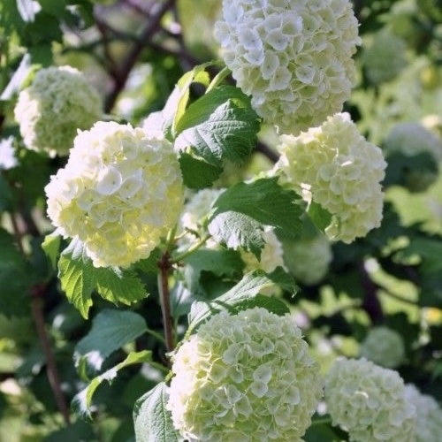Planta de exterior- Bulgare de zapada - Viburnum Opulus - Planta la ghiveci 3L - Aqua Flowers