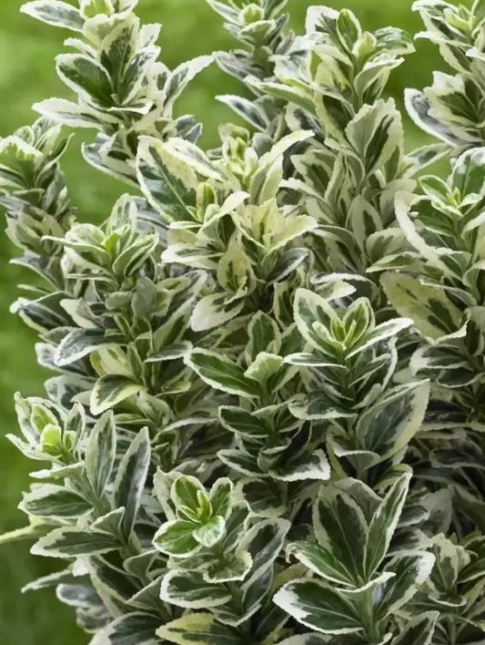 Planta de exterior- Euonymus - Aqua Flowers