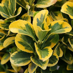 Planta de exterior - Euonymus japonicus - Marieke - Planta la ghiveci - Aqua Flowers