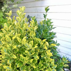 Planta de exterior - Euonymus japonicus - Marieke - Planta la ghiveci - Aqua Flowers