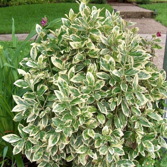 Planta de exterior perena - Euonymus japonicus - Kathy - Planta la ghiveci - Aqua Flowers