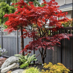 Planta decorativa - Artar Japonez - Firecracker - Ghiveci 3L - Floraria Aqua